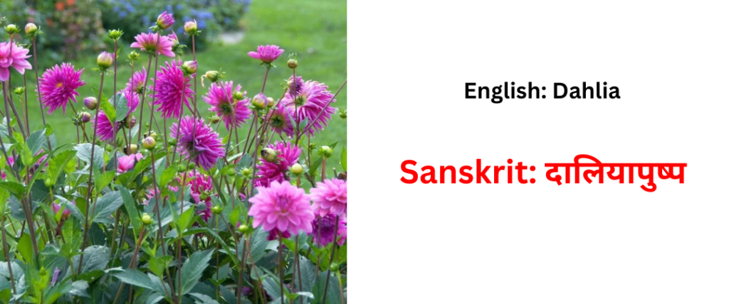 flower name is sasnskrit