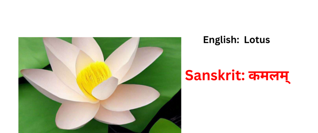 flower name is sasnskrit