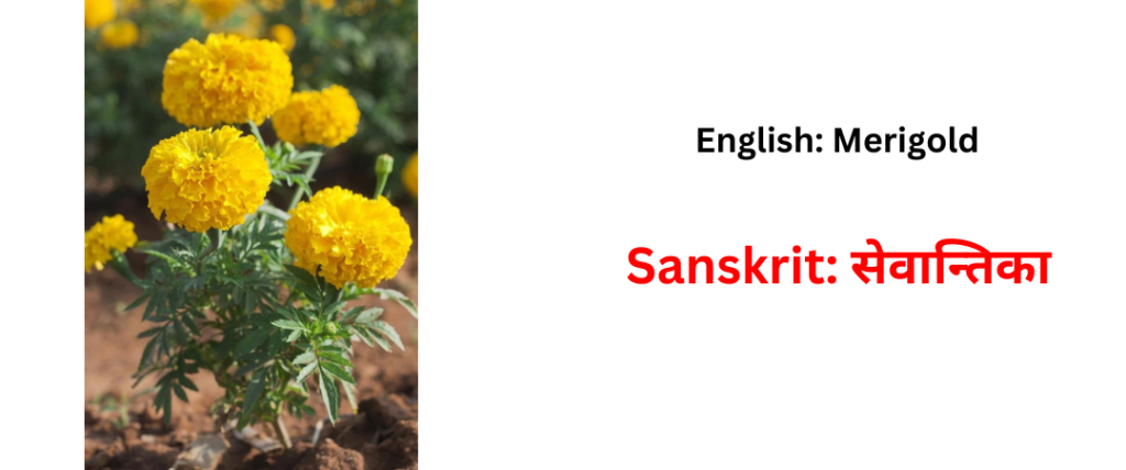 flower name is sasnskrit