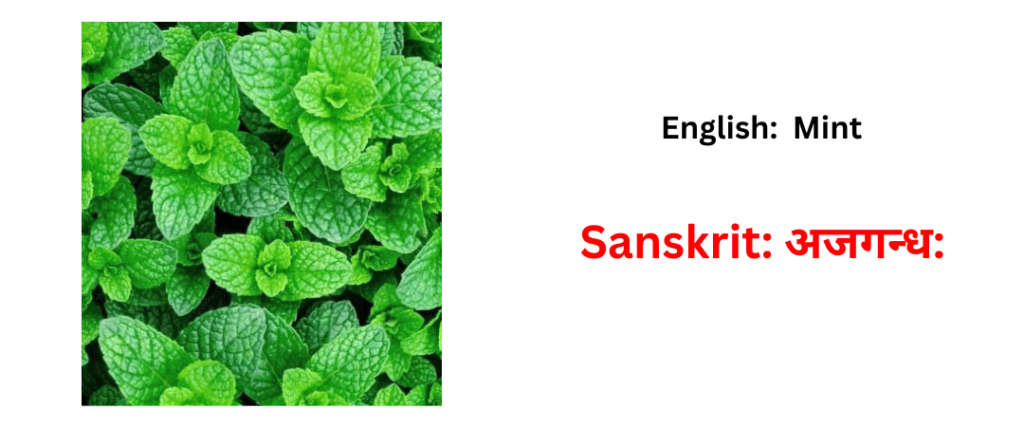 vegetable names in sanskrit