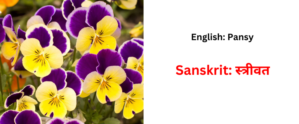 flower name is sasnskrit