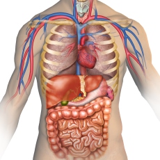 Human body name in sanskrit